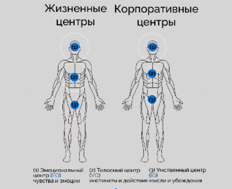 Жизненные и корпоративные центры в теле человека
